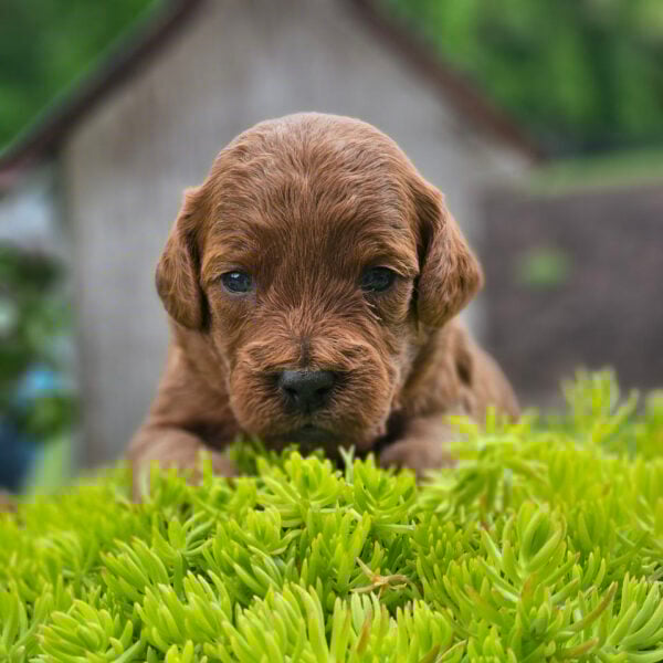 golden mini doodle puppies