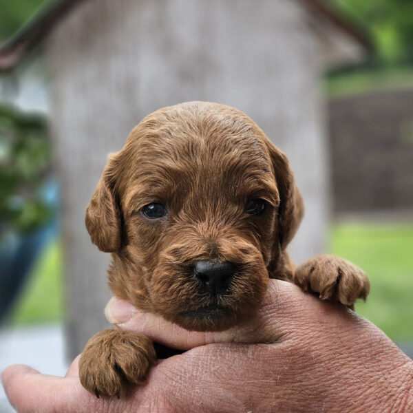 mini golden doodle for sale
