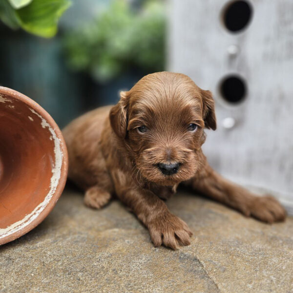 mini golden doodles for sale
