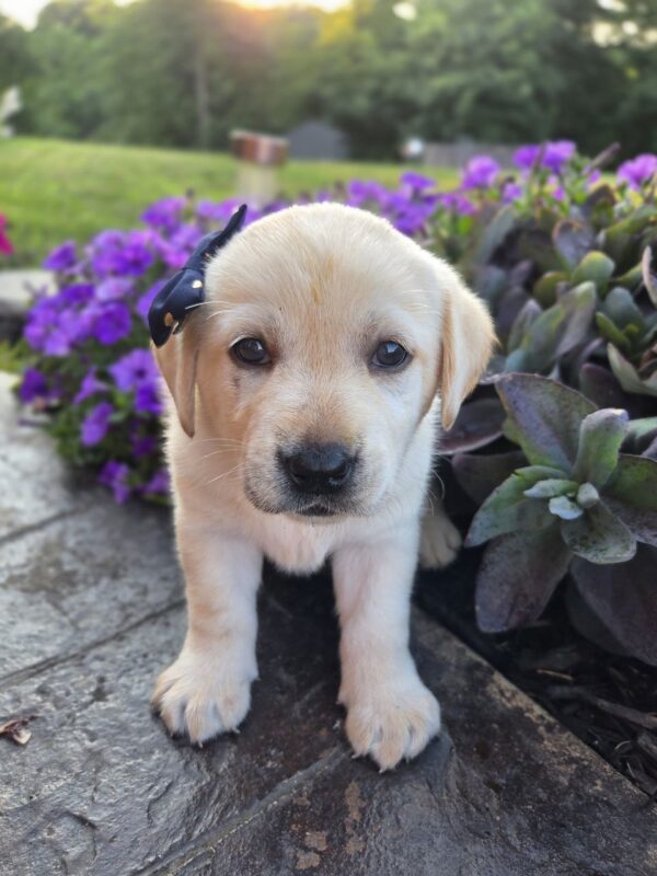 Golden Lab Puppies