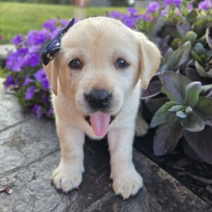 Golden Lab Puppies Pa