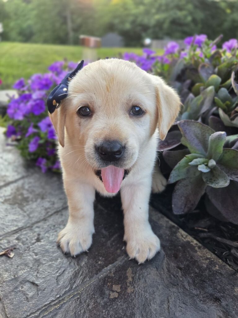 Golden Lab Puppies Pa