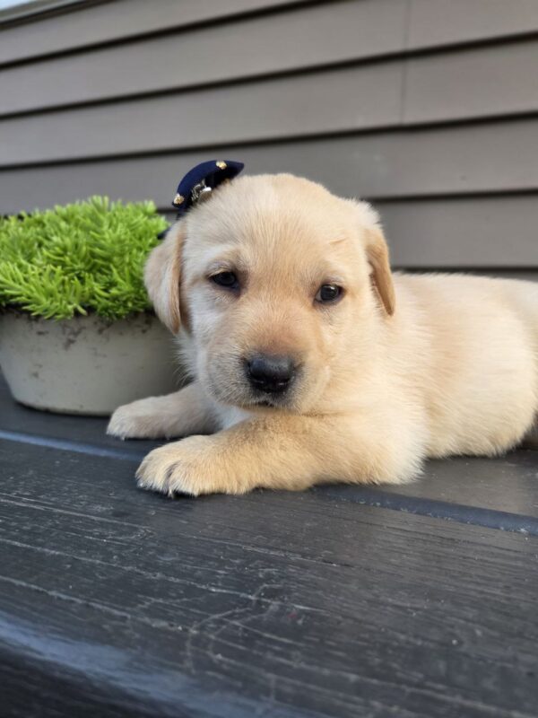 Golden Lab Puppy
