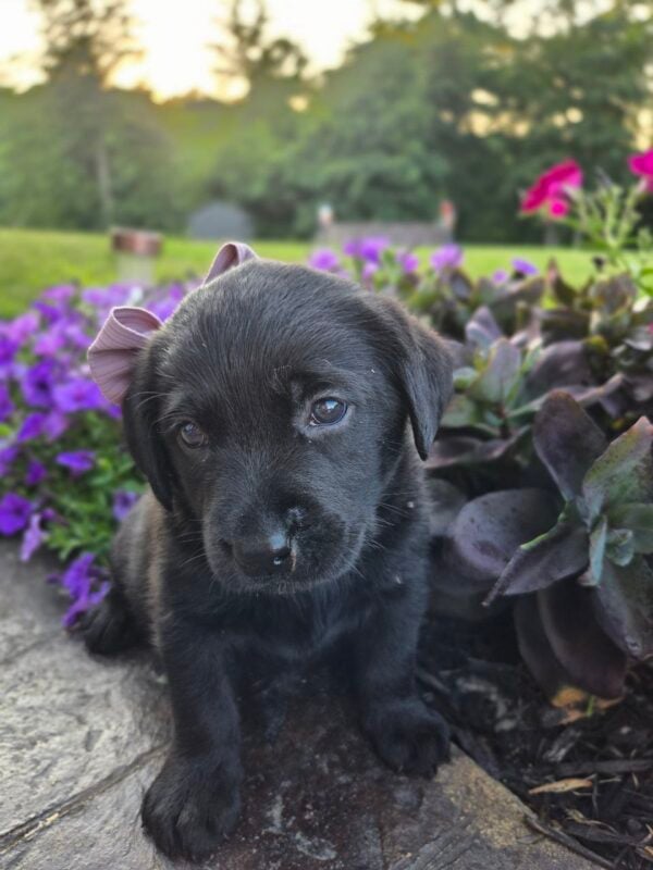 black lab puppies
