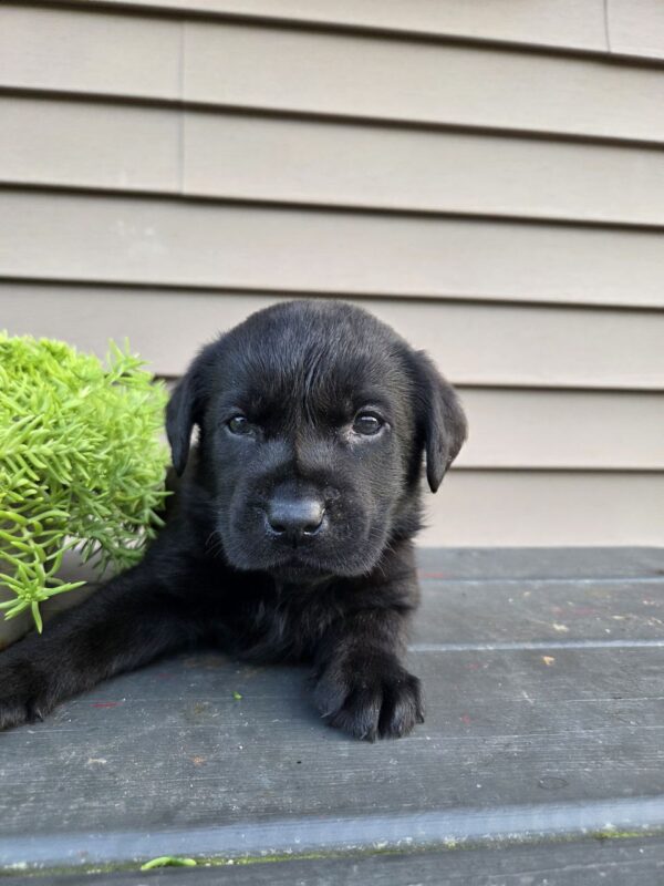 black lab puppies