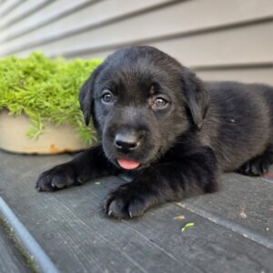 lab puppies for sale