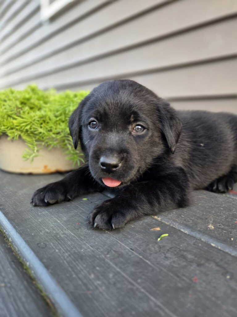 lab puppies for sale