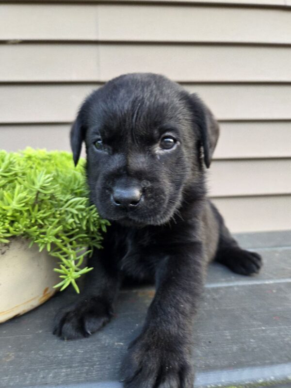 lab puppies for sale