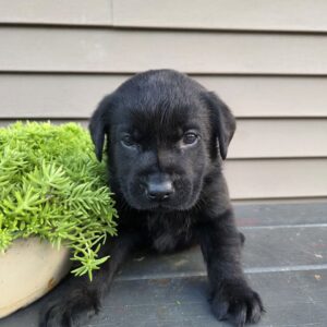 lab puppies for sale near me