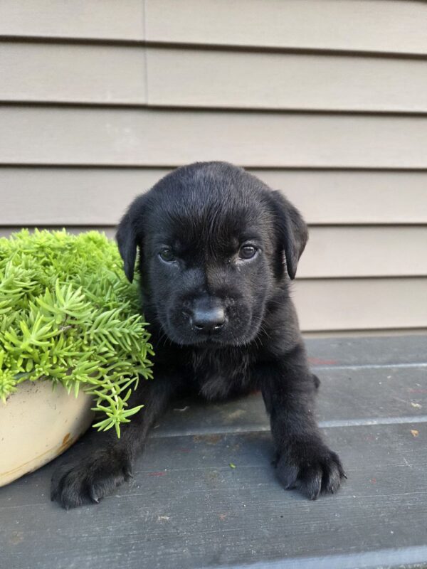 lab puppies for sale near me