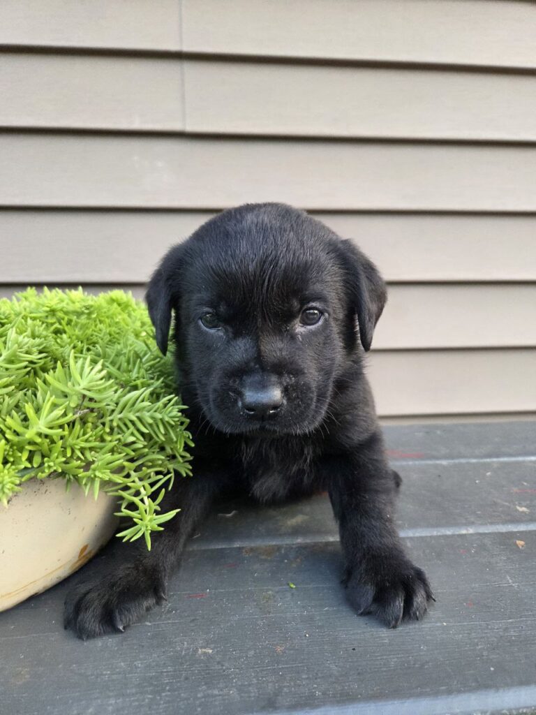 lab puppies for sale near me