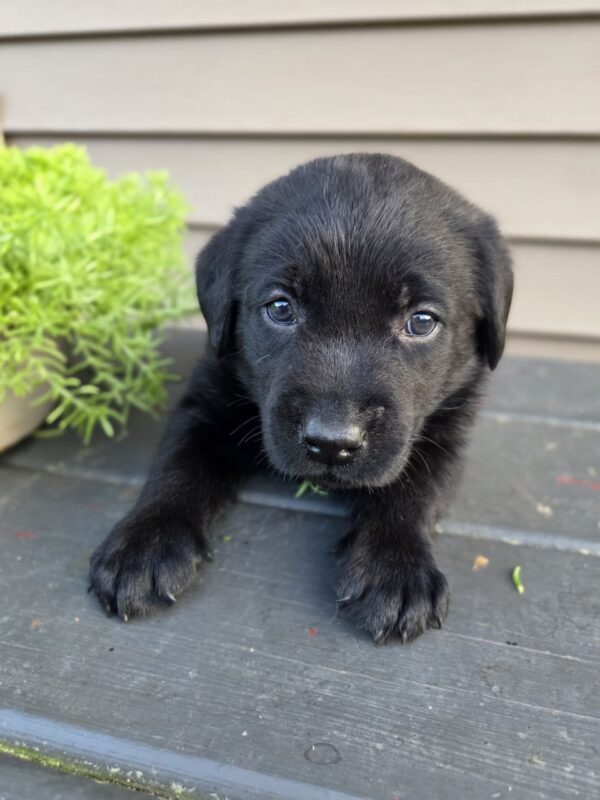 lab puppies lancaster pa