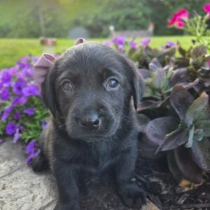 lab puppies pa