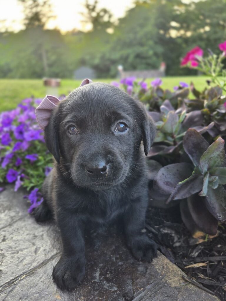 lab puppies pa