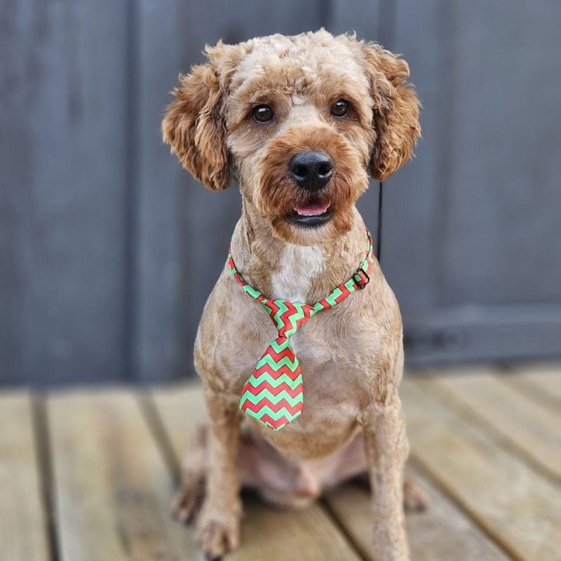 Poodle Dad-Buddy