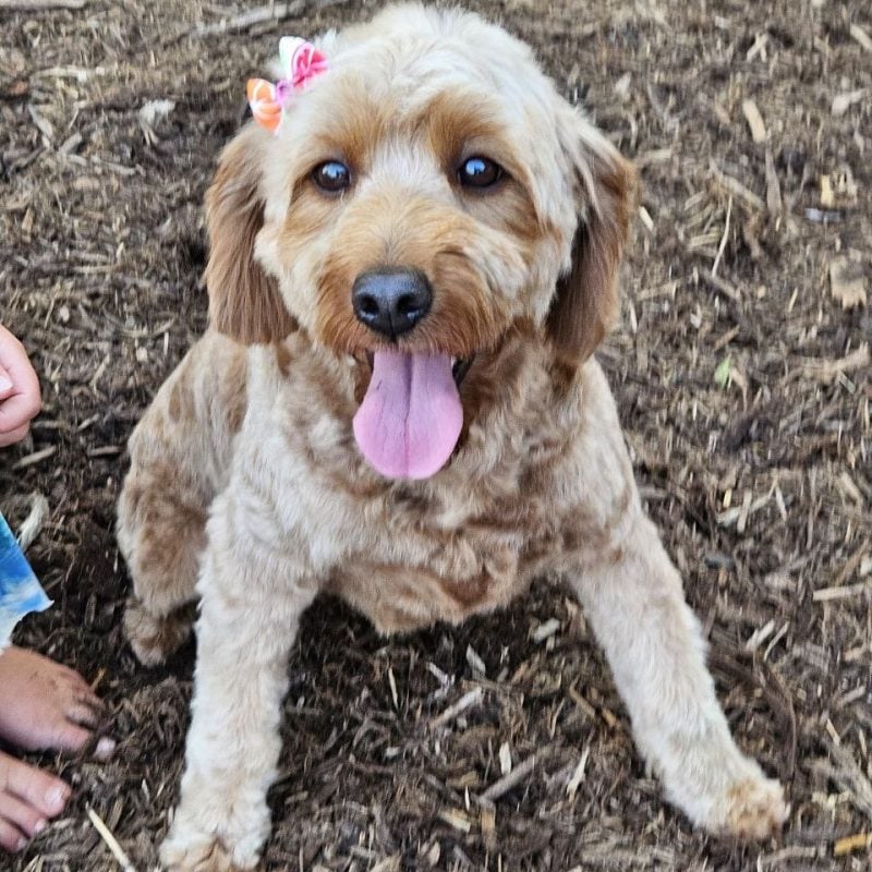 Goldendoodle Mom